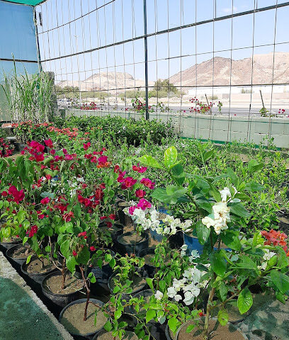 حضانة عباد الشمس مشتل عباد الشمس - جدة - +966 54 269 3692