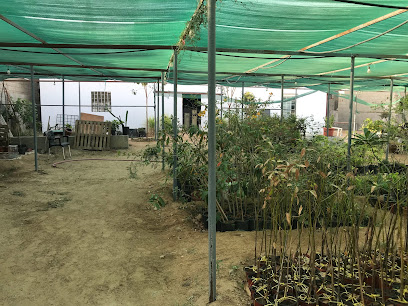 مشتل تفاح الورد - جدة - +966 57 268 6920