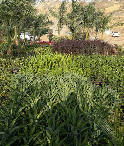 مشتل بونسيان - مشتل نبات بونسيان - جدة - +966 56 968 4245