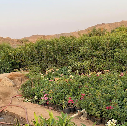 مشتل صباب الورد - جدة - +966 50 363 7015