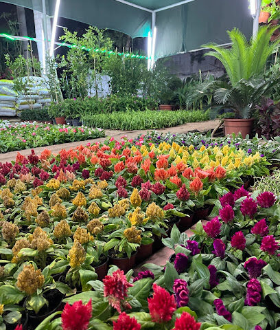 مشتل القحطاني - جدة - +966 50 263 0653