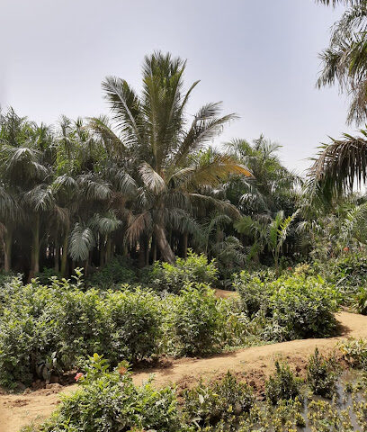 مشتل الأصدقاء - جدة - +966 56 966 7475