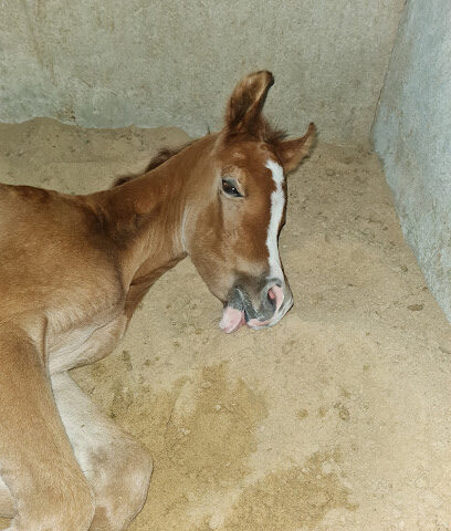 مربط المكارم للخيل العربية (اسطبل المكارم) - الجبيل -