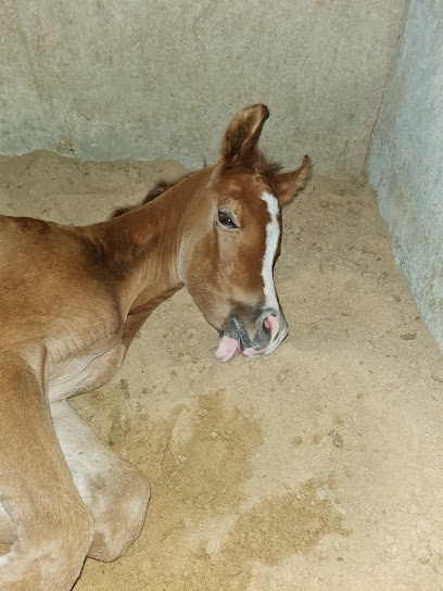 مربط المكارم للخيل العربية (اسطبل المكارم) - Saudi Arabia|Al Jubail 35531|WMG4+859