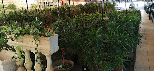 مشتل رابية الخضراء - جدة - +966 54 005 9421