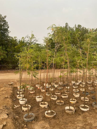 مشتل اشجار الوادي - Saudi Arabia|Jeddah 22551|JLMA3995، 3995 المستقبل 147، 7915، حي المستقبل،