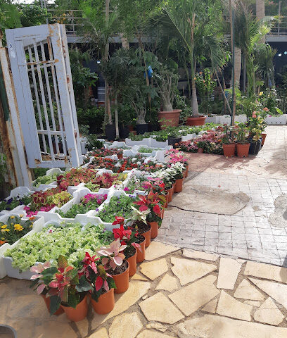 مشتل الواحة فرع المرجان جدة - جدة - +966 53 770 1354