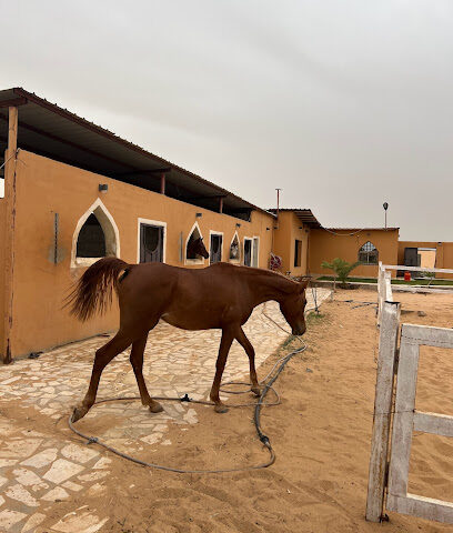 مربط الطويانيات - بريدة - +966 55 536 5151