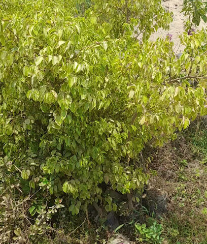 مشتل عبدالعزيز بن علي الشريف وأولده - مكة -